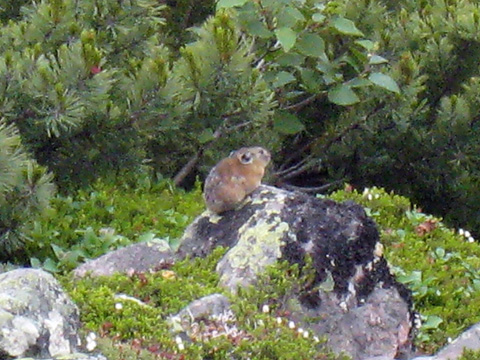 Ȃ