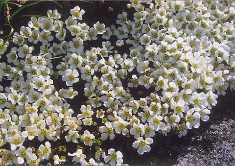 CE
